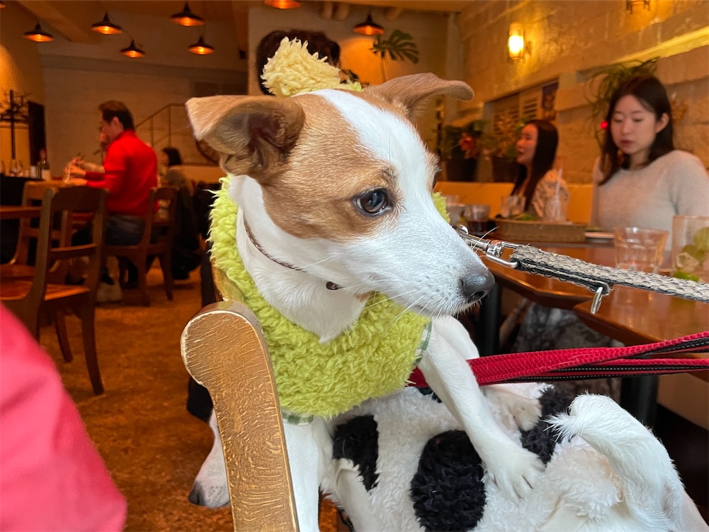 f:id:EBISUINU:20240102192901j:image f:id:EBISUINU:20240102192901j:image