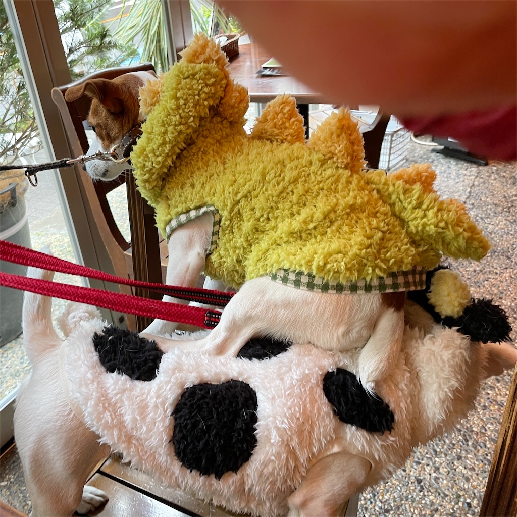 f:id:EBISUINU:20240102192946j:image f:id:EBISUINU:20240102192946j:image