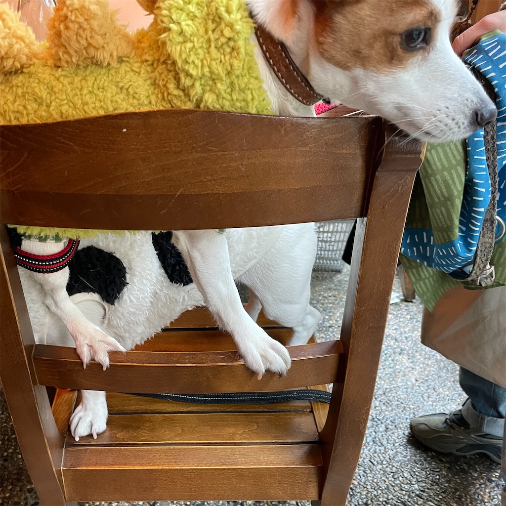 f:id:EBISUINU:20240102192950j:image f:id:EBISUINU:20240102192950j:image