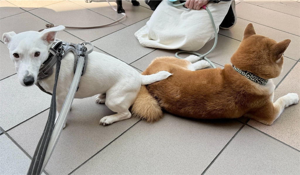 f:id:EBISUINU:20240510172537j:image