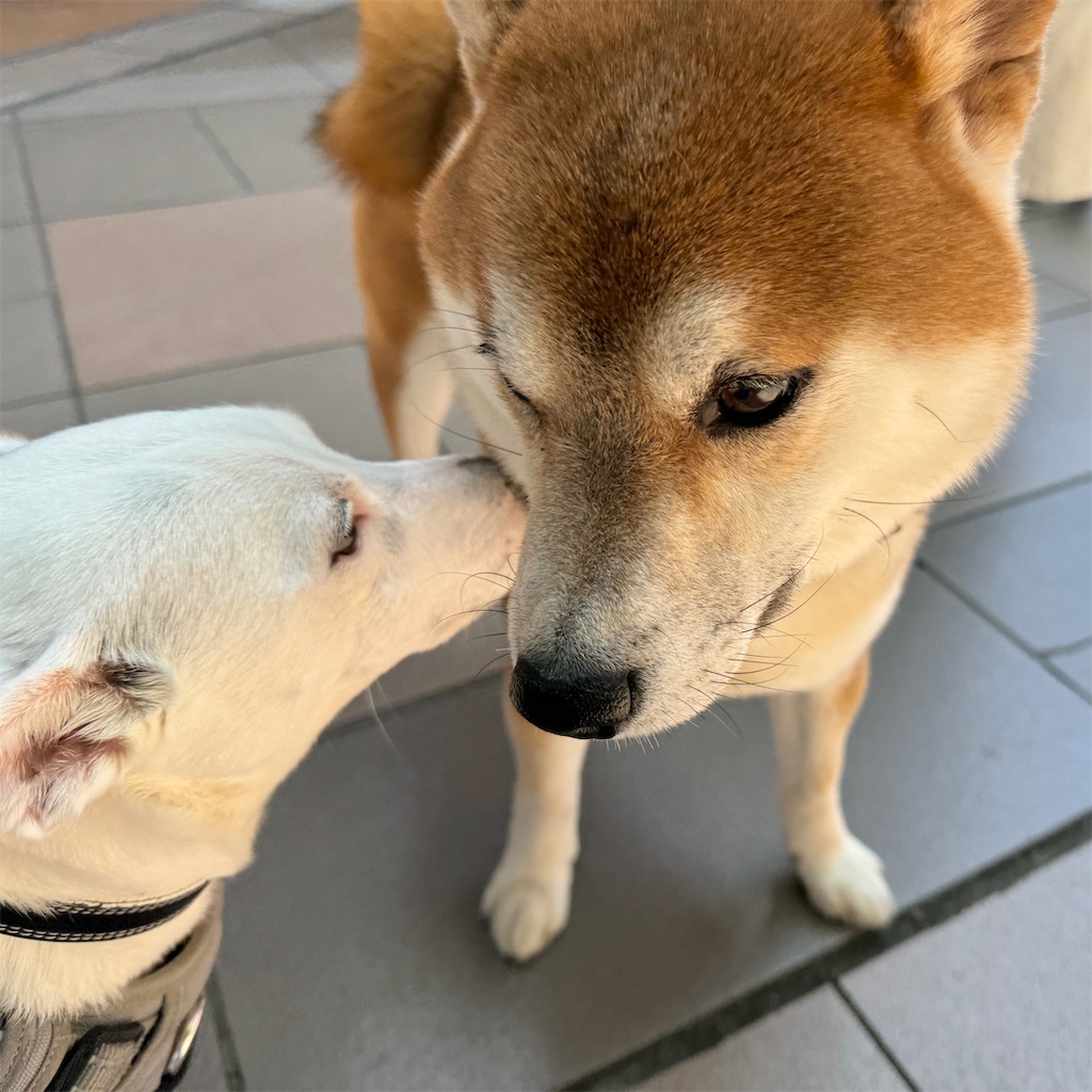 f:id:EBISUINU:20240510180358j:image