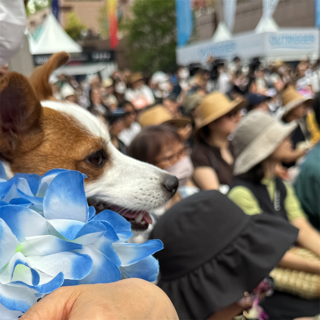 f:id:EBISUINU:20240601201020j:image f:id:EBISUINU:20240601201020j:image