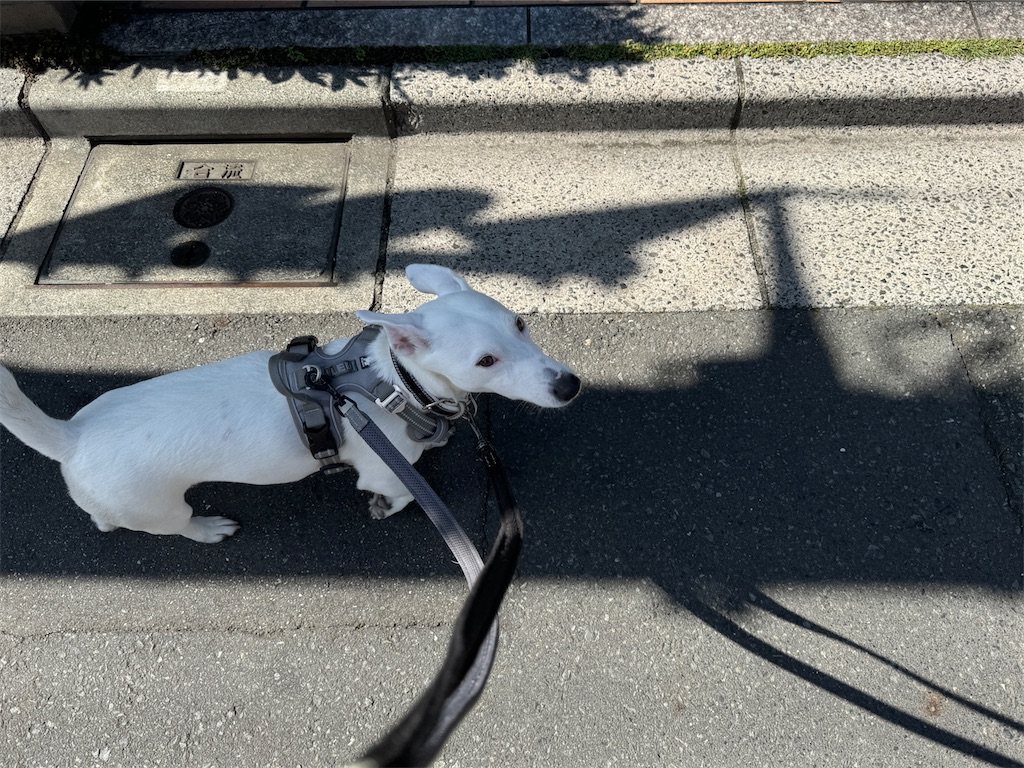 f:id:EBISUINU:20240724201559j:image