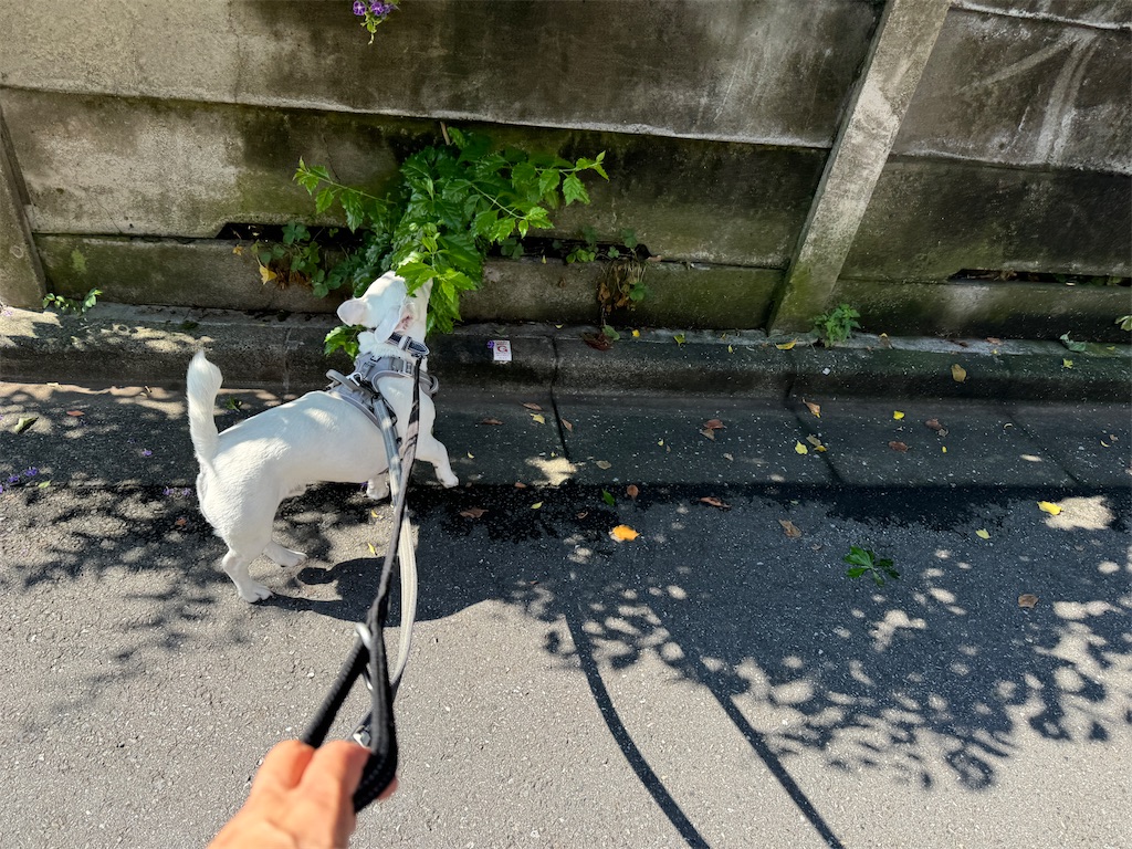 f:id:EBISUINU:20240724201937j:image