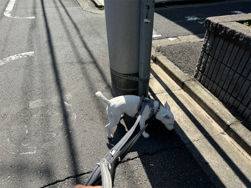 f:id:EBISUINU:20240724201941j:image