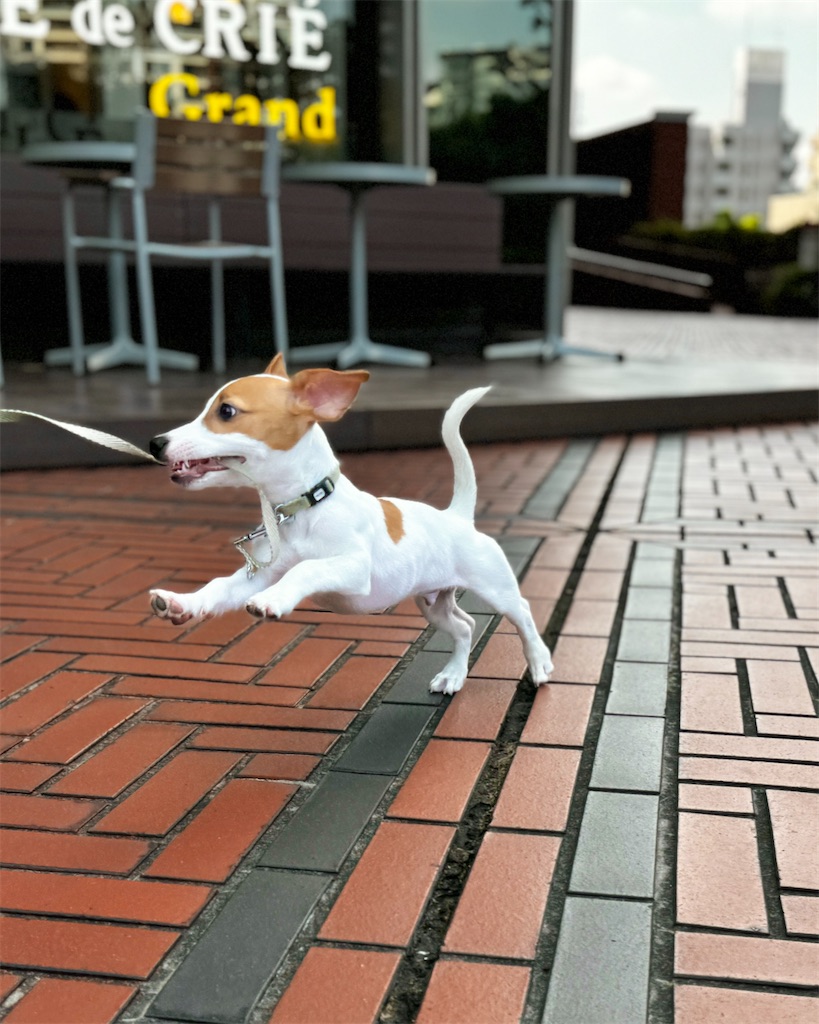 f:id:EBISUINU:20240812184552j:image f:id:EBISUINU:20240812184552j:image