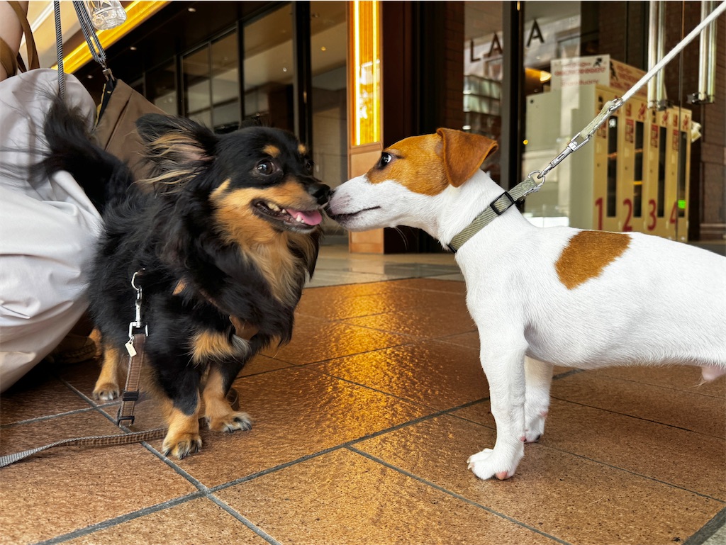 f:id:EBISUINU:20240812205941j:image