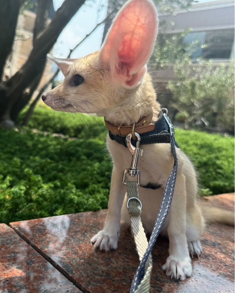 f:id:EBISUINU:20240813161005j:image f:id:EBISUINU:20240813161005j:image
