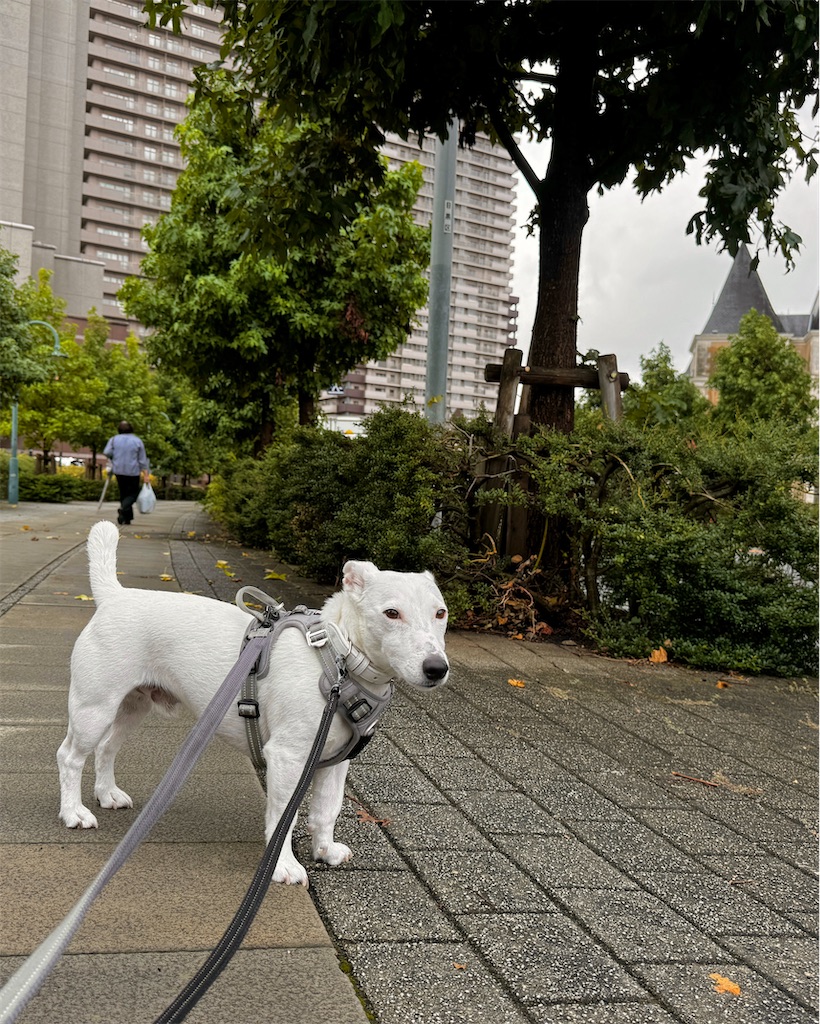 f:id:EBISUINU:20240822144400j:image f:id:EBISUINU:20240822144400j:image