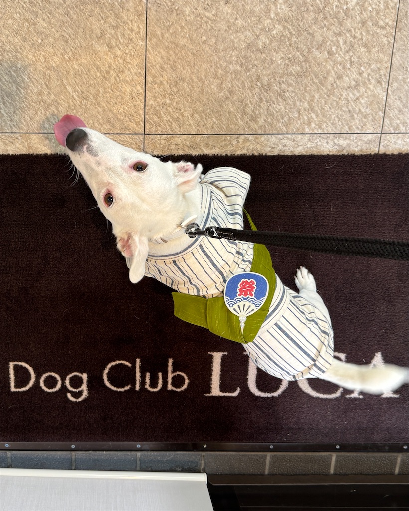 f:id:EBISUINU:20240824152347j:image