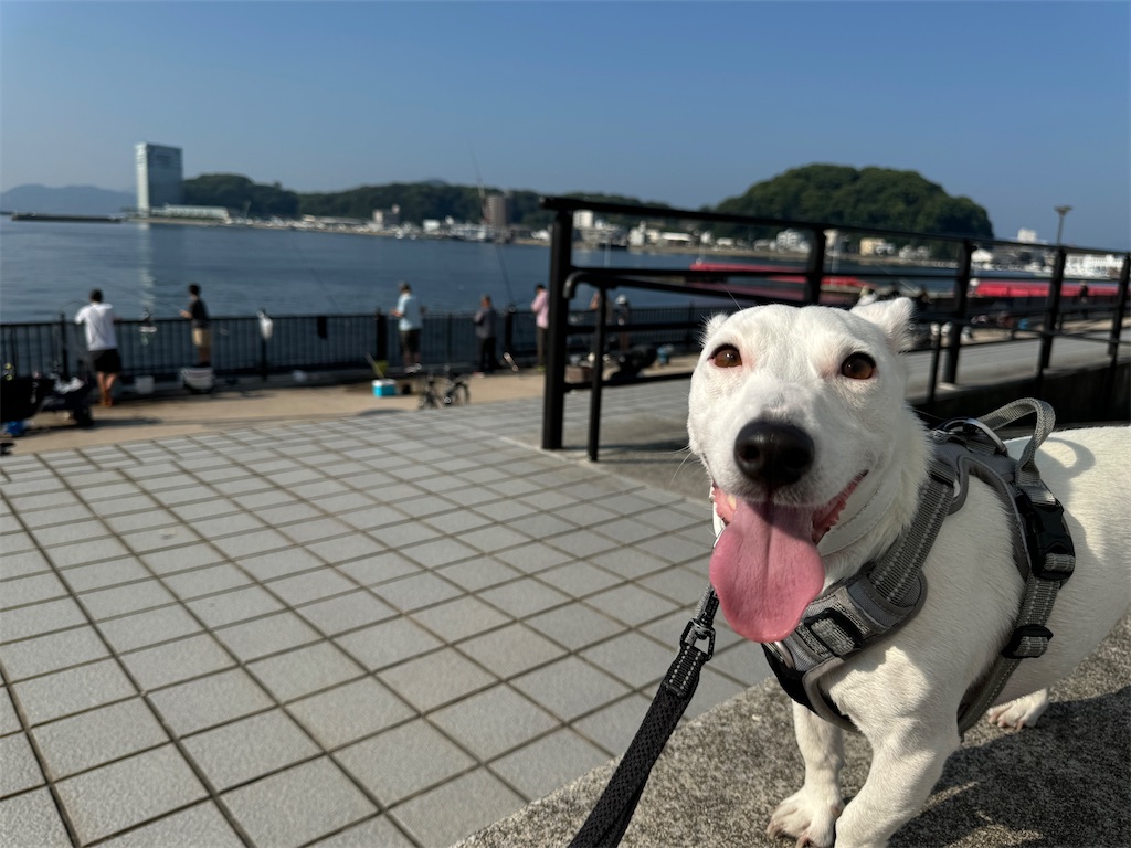 f:id:EBISUINU:20240908095443j:image