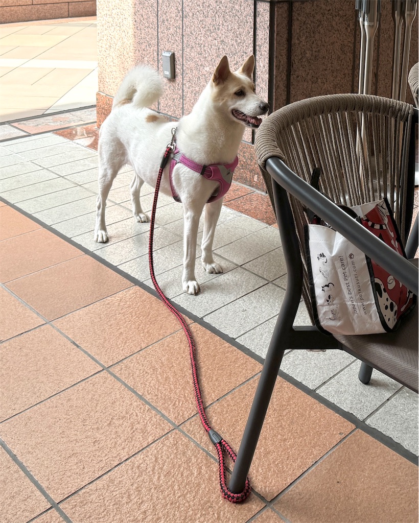 f:id:EBISUINU:20241006105614j:image
