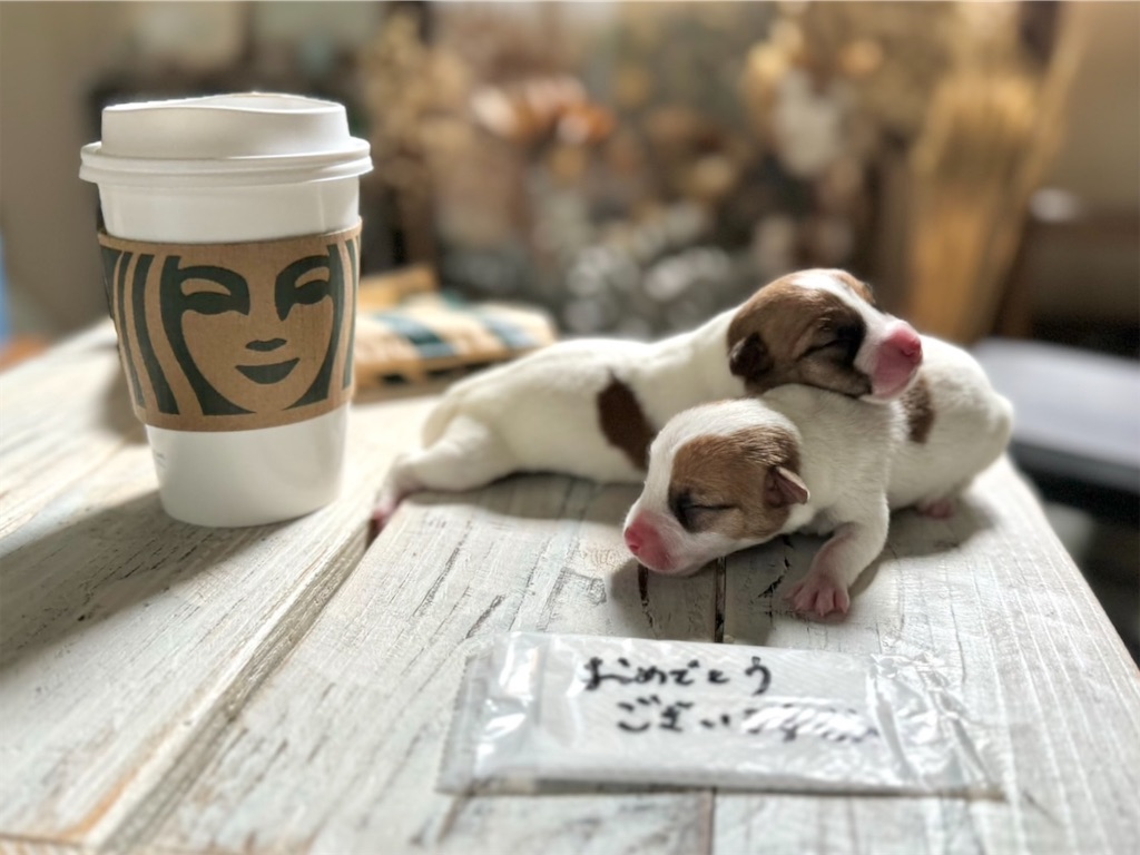 f:id:EBISUINU:20241017081026j:image f:id:EBISUINU:20241017081026j:image