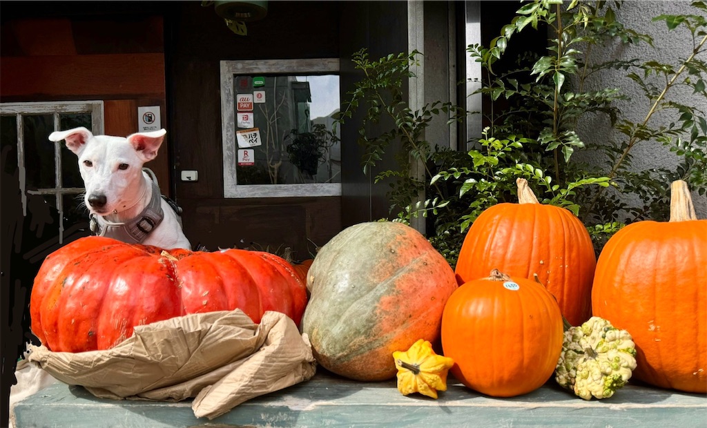 f:id:EBISUINU:20241019185755j:image