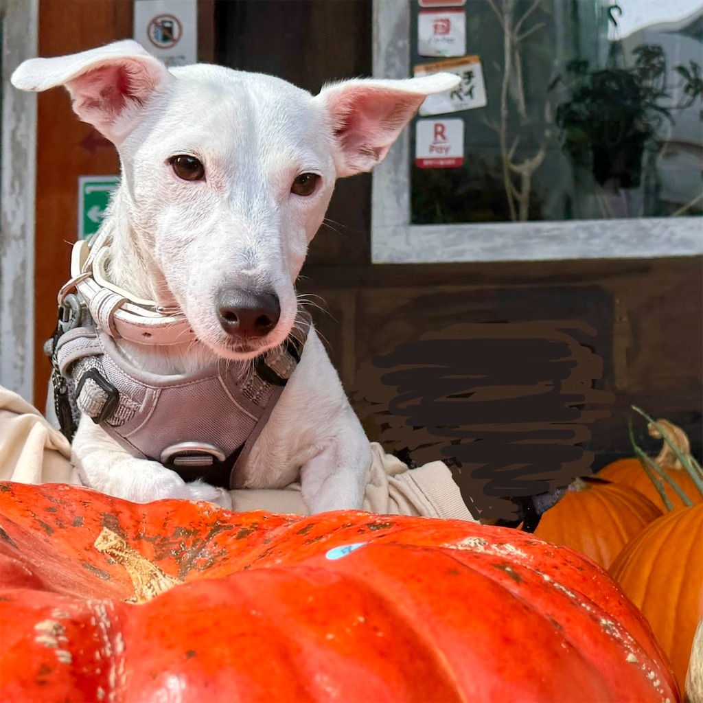 f:id:EBISUINU:20241019190432j:image