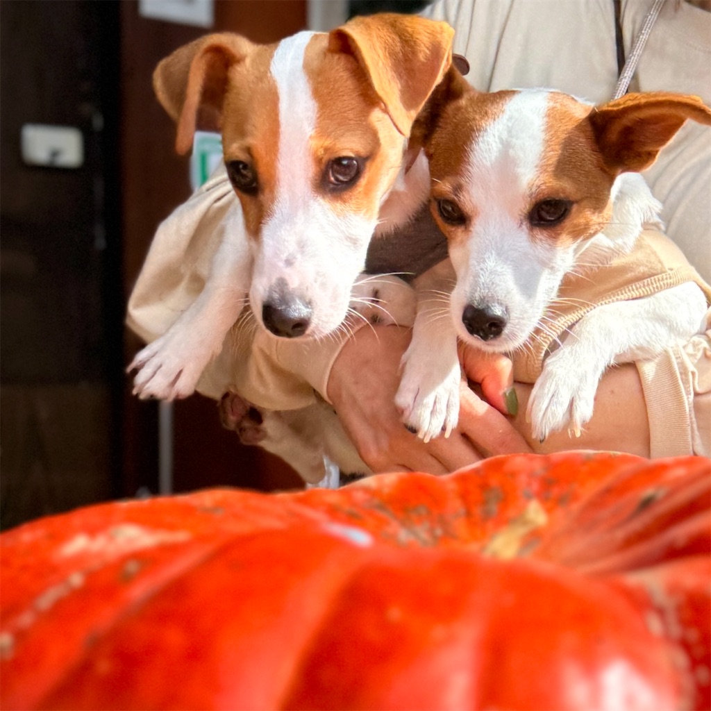 f:id:EBISUINU:20241019190436j:image