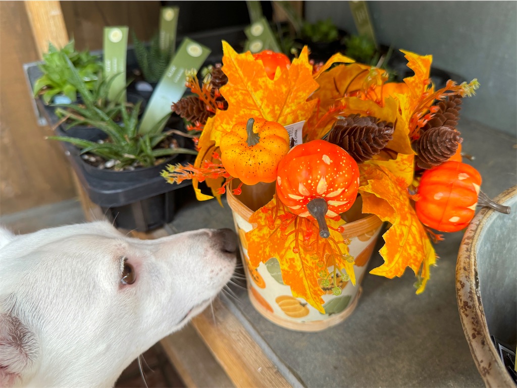 f:id:EBISUINU:20241019192922j:image