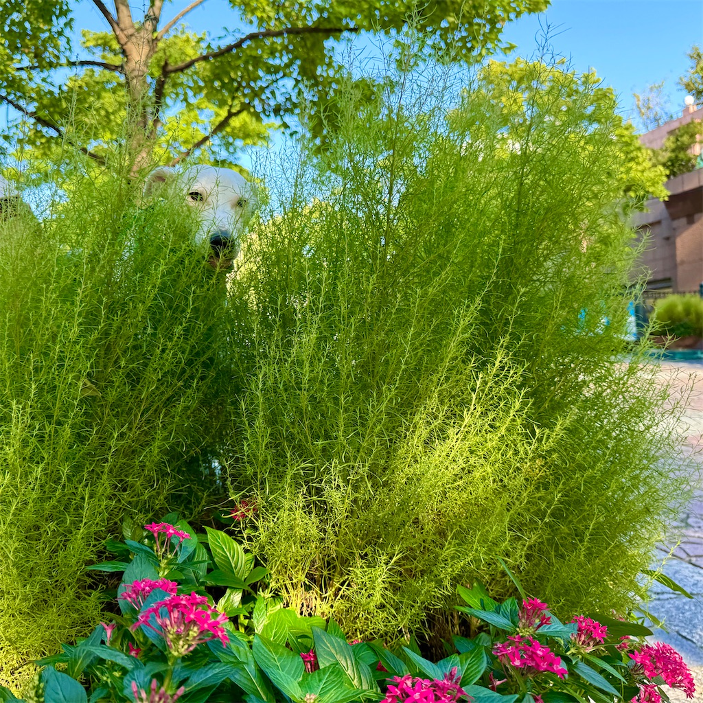 f:id:EBISUINU:20241024202448j:image