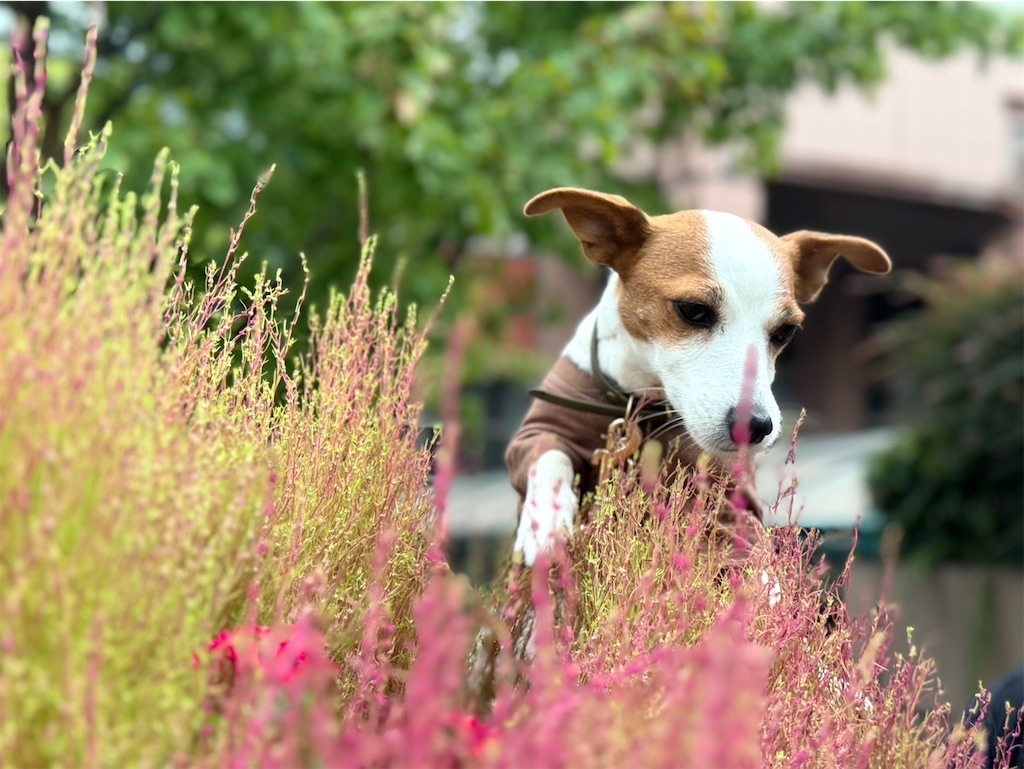 f:id:EBISUINU:20241024202500j:image