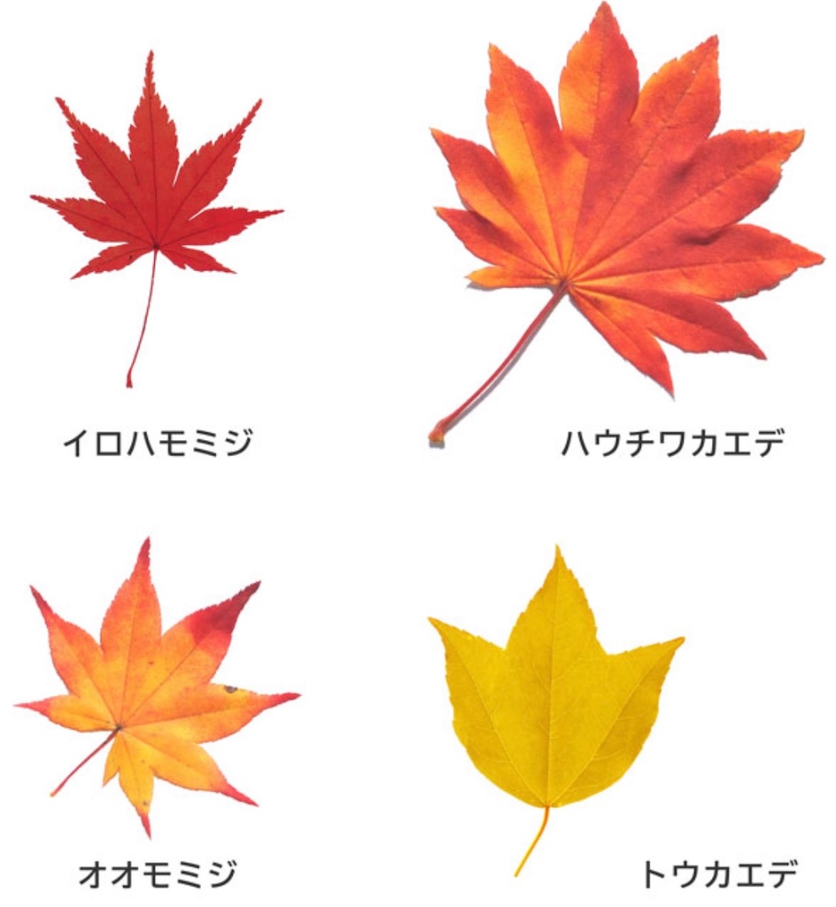 f:id:EBISUINU:20241101222041j:image f:id:EBISUINU:20241101222041j:image