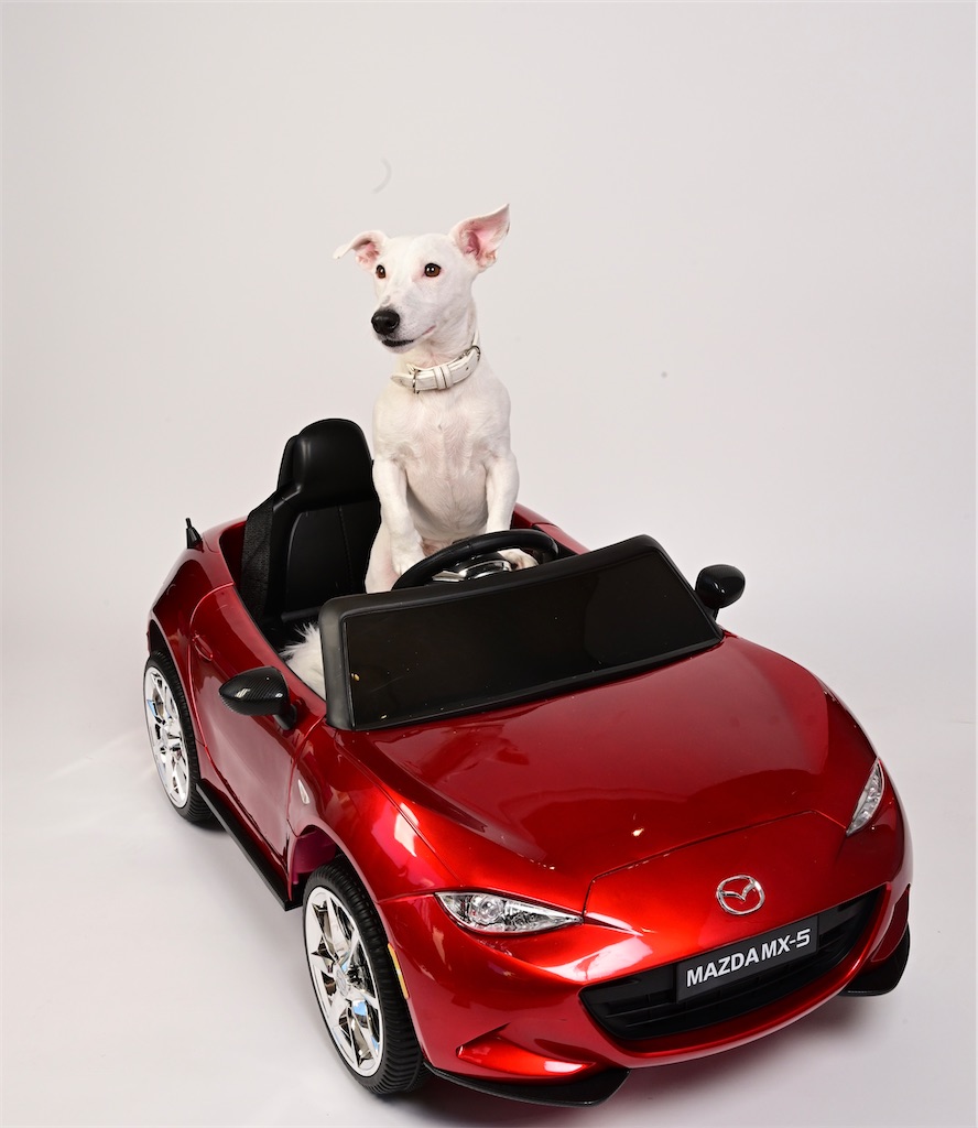 f:id:EBISUINU:20241103213304j:image