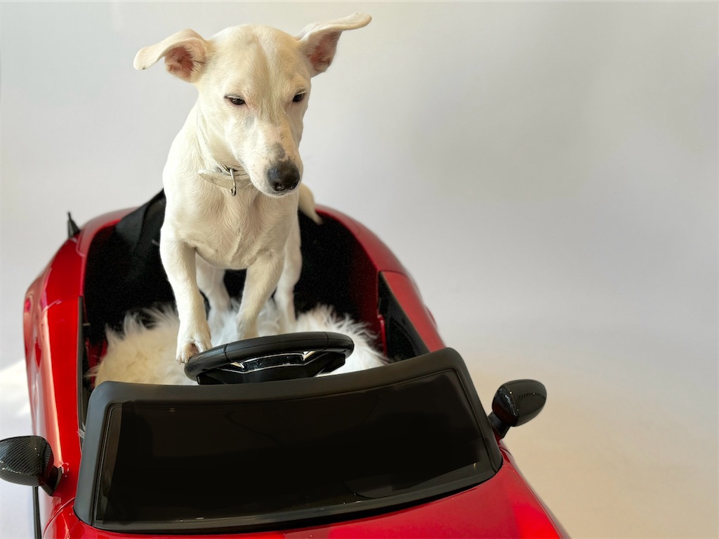 f:id:EBISUINU:20241103215106j:image