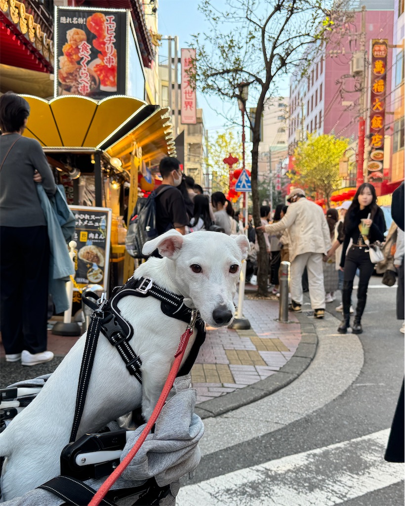 f:id:EBISUINU:20241103224057j:image f:id:EBISUINU:20241103224057j:image