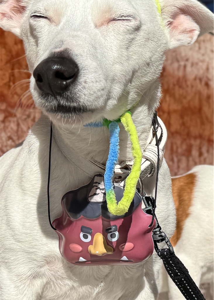 f:id:EBISUINU:20250130194832j:image