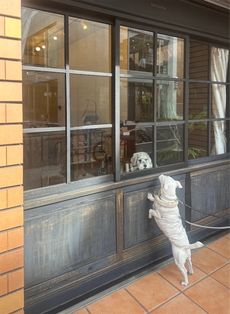 f:id:EBISUINU:20250130215600j:image
