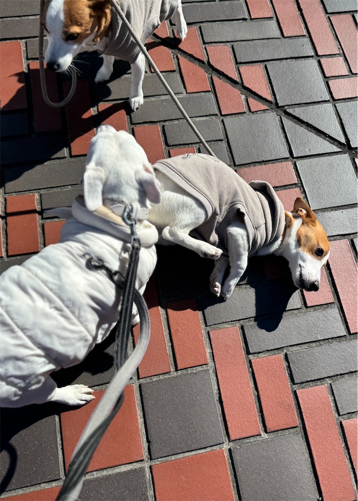 f:id:EBISUINU:20250211195225j:image f:id:EBISUINU:20250211195225j:image