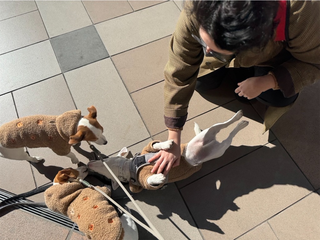 f:id:EBISUINU:20250212204234j:image