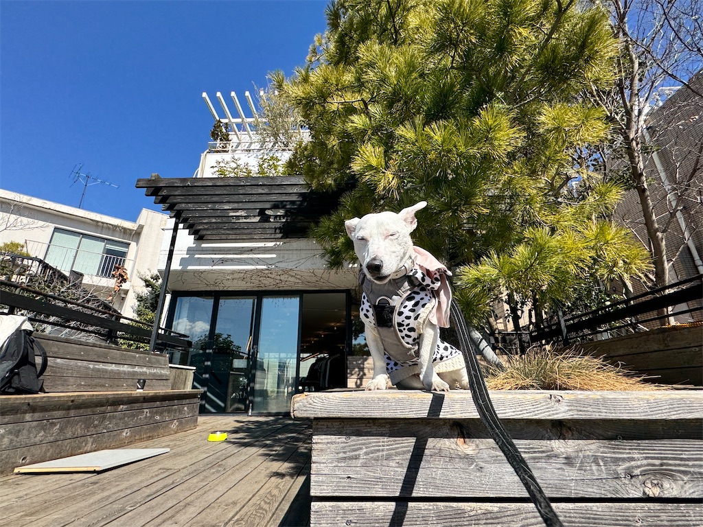 f:id:EBISUINU:20250226151254j:image
