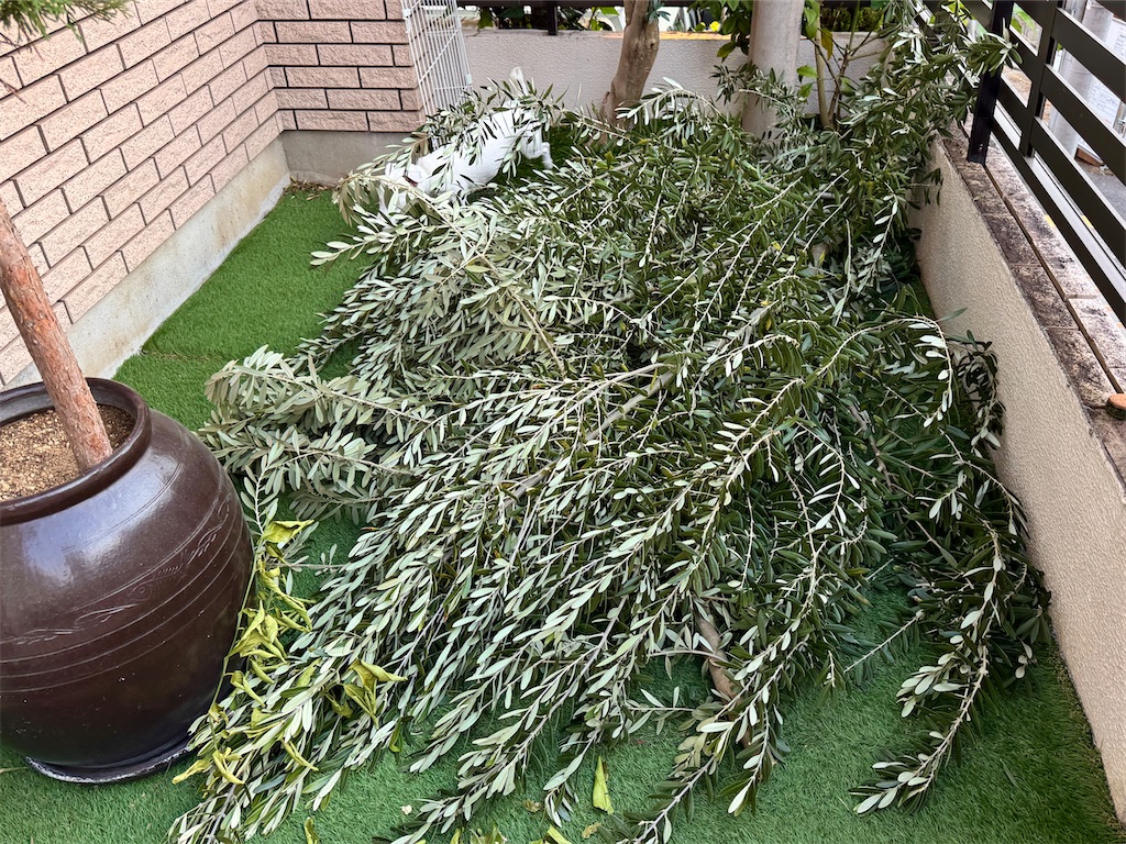f:id:EBISUINU:20250323221535j:image