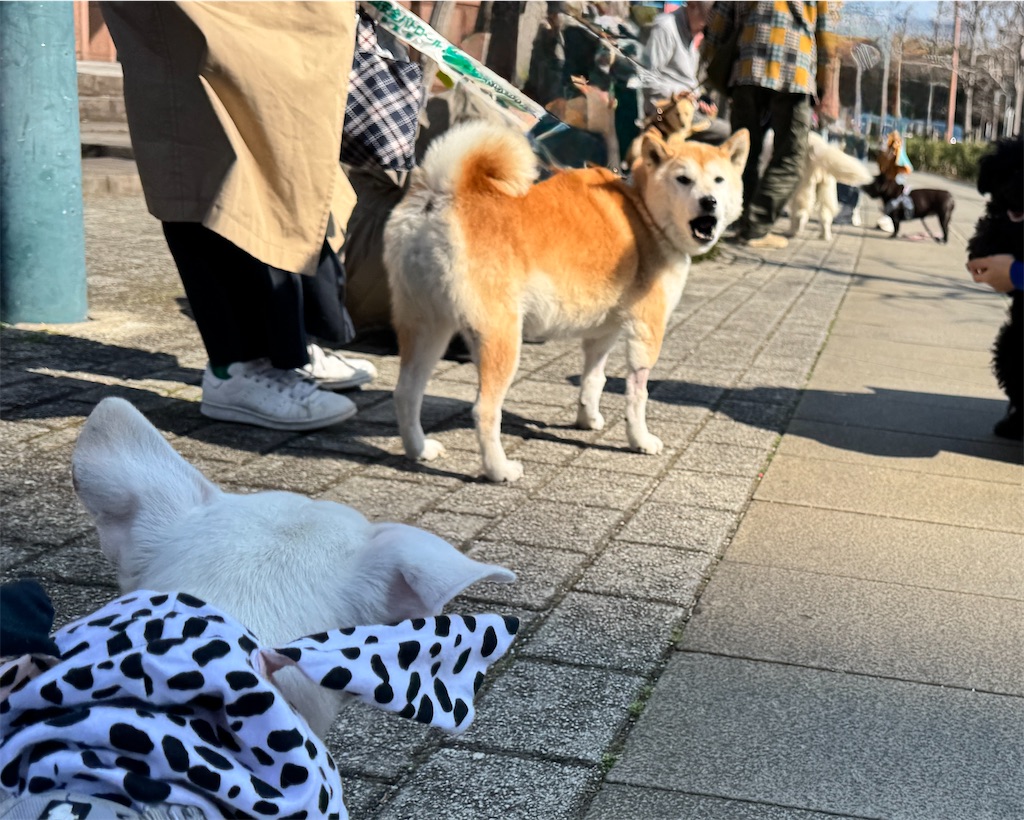f:id:EBISUINU:20250324202720j:image