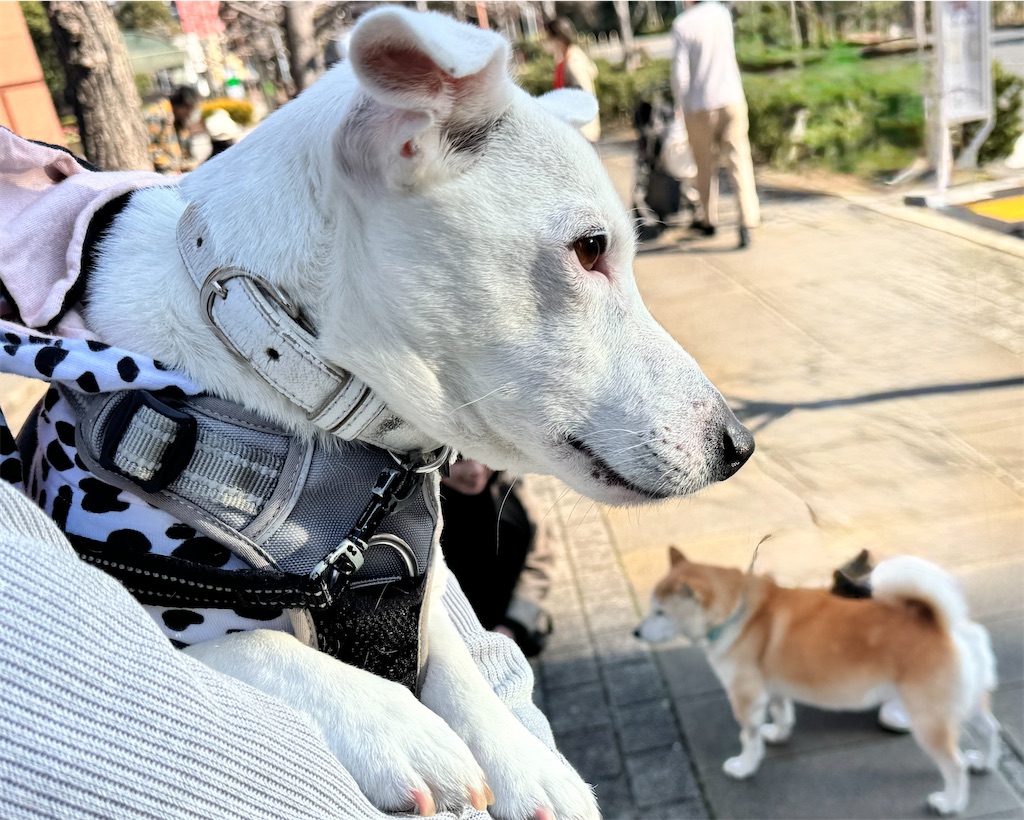 f:id:EBISUINU:20250324212531j:image