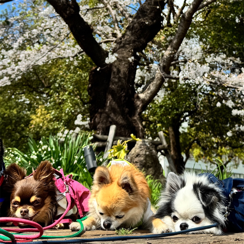 f:id:EBISUINU:20250329074713j:image
