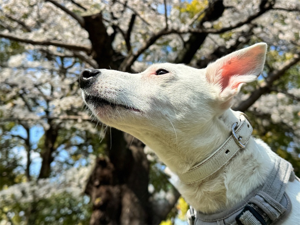 f:id:EBISUINU:20250330190258j:image