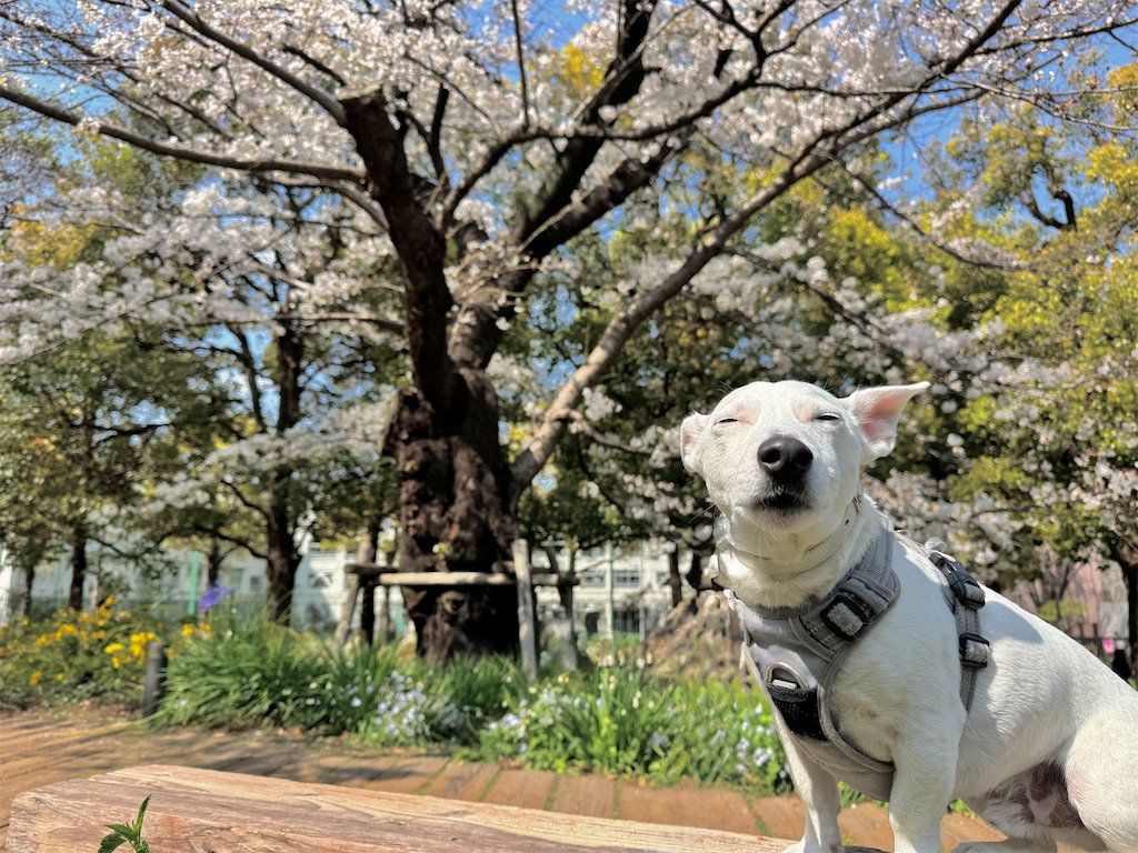 f:id:EBISUINU:20250330194523j:image