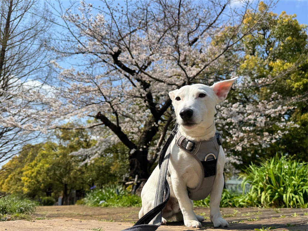 f:id:EBISUINU:20250330202043j:image