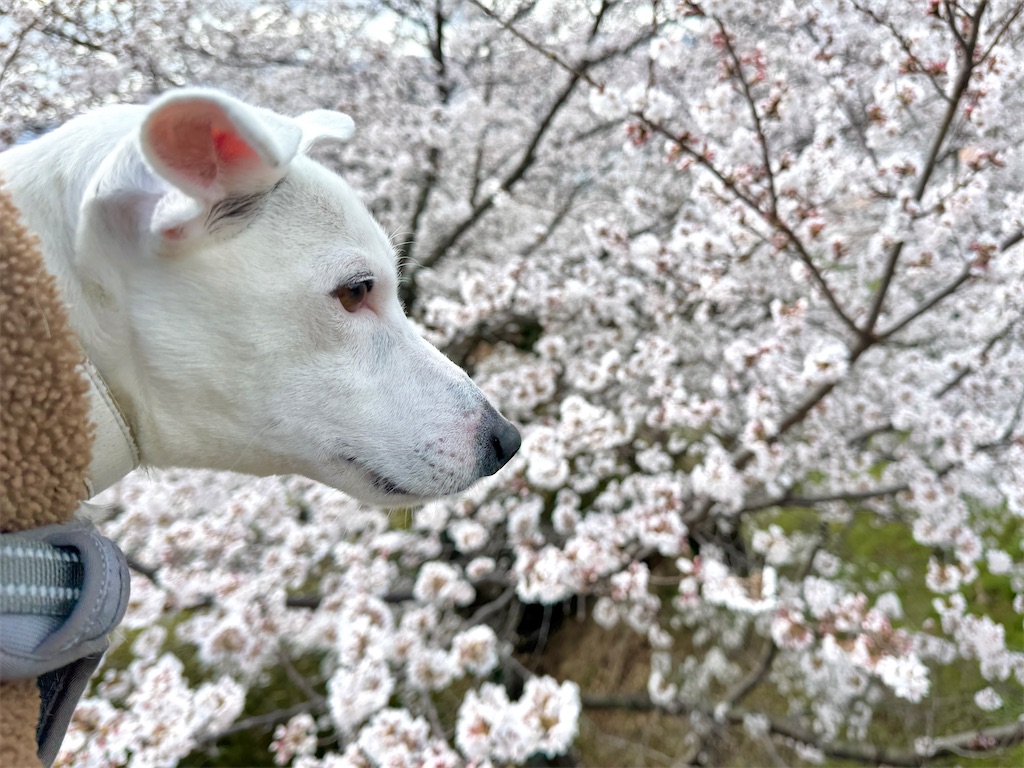 f:id:EBISUINU:20250410084207j:image