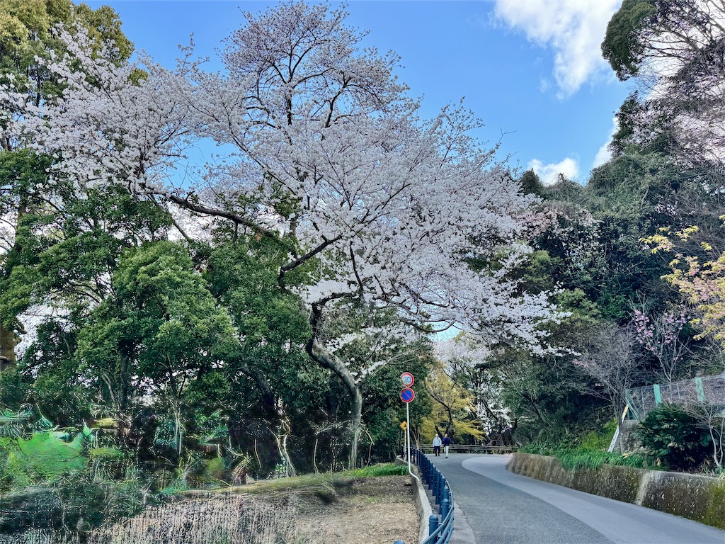 f:id:EBISUINU:20250410084547j:image