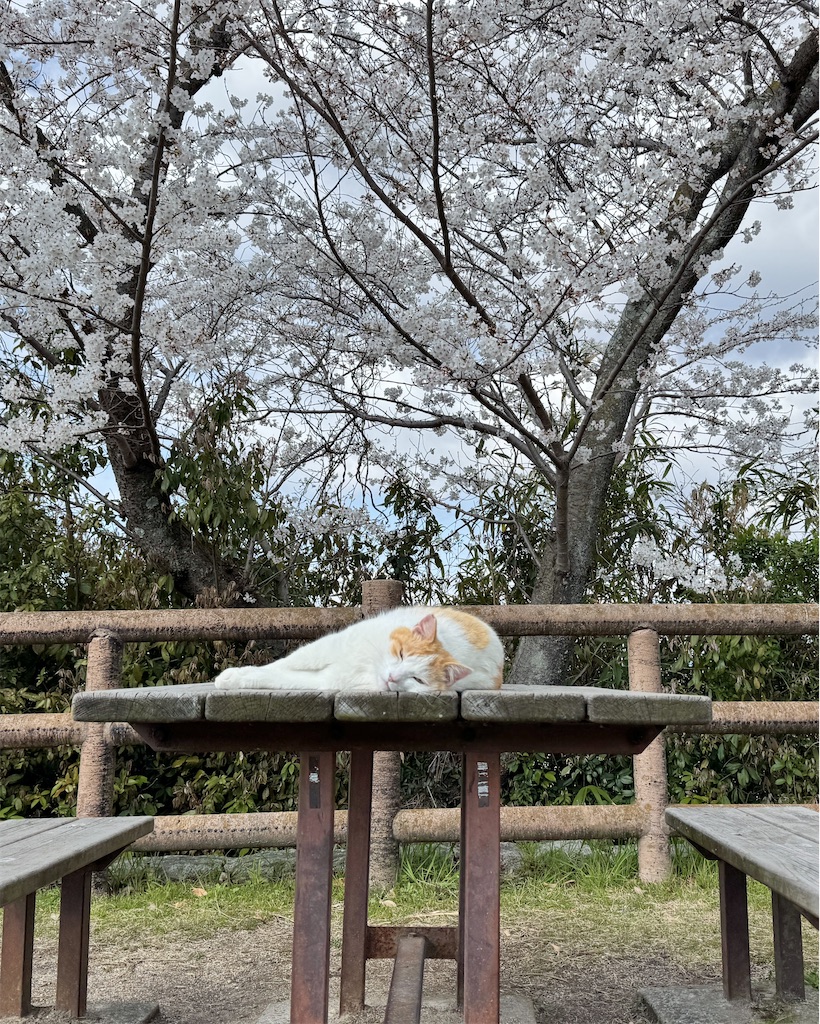 f:id:EBISUINU:20250410084629j:image