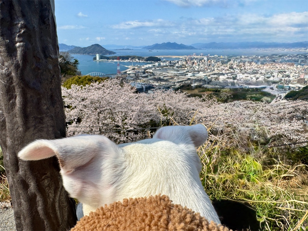 f:id:EBISUINU:20250410085050j:image