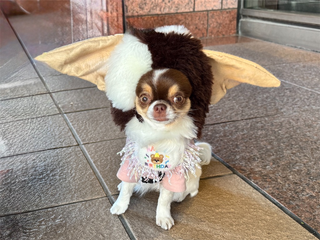 f:id:EBISUINU:20250417203535j:image