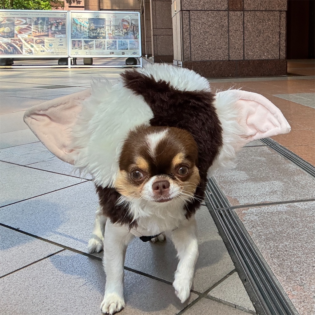 f:id:EBISUINU:20250429131934j:image
