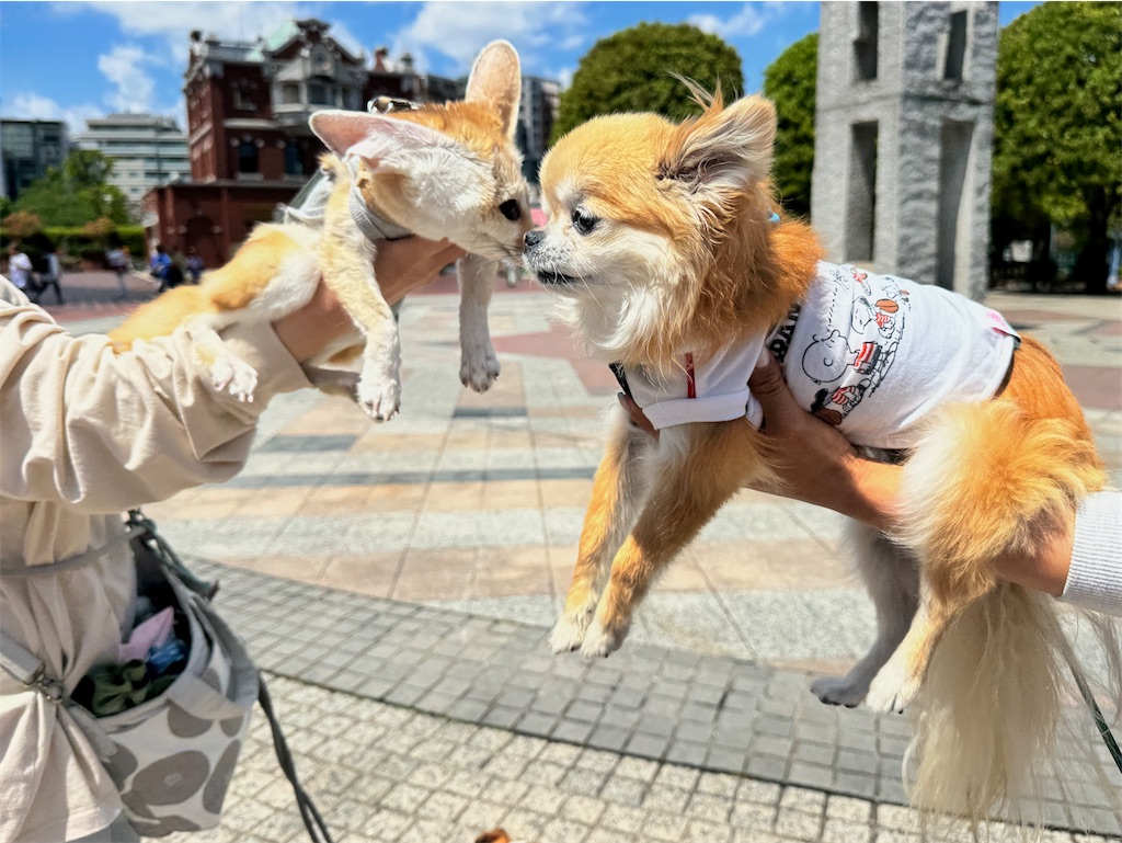 f:id:EBISUINU:20250429164820j:image