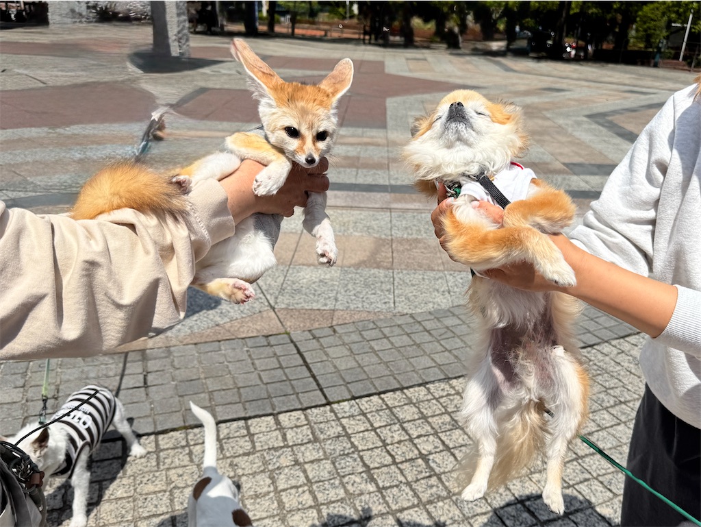 f:id:EBISUINU:20250429164832j:image