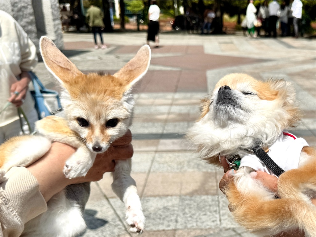 f:id:EBISUINU:20250501104645j:image