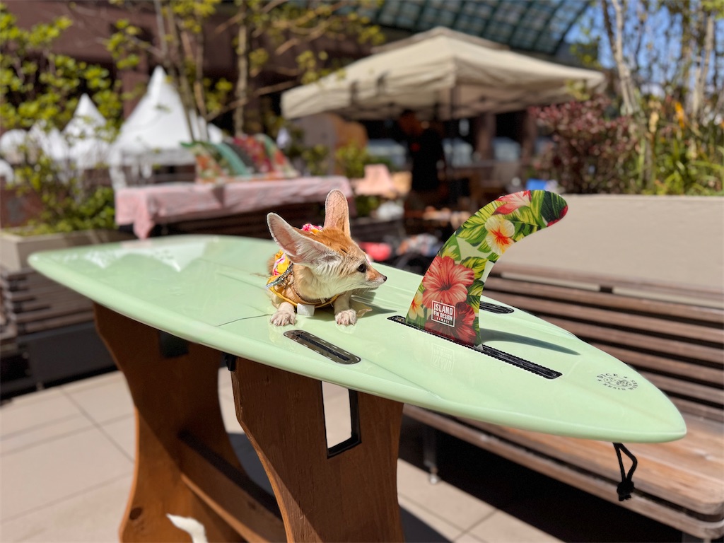 f:id:EBISUINU:20250601203446j:image