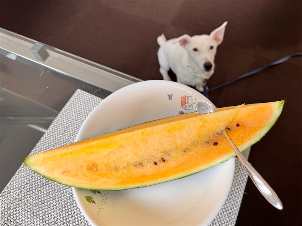 f:id:EBISUINU:20250606195421j:image